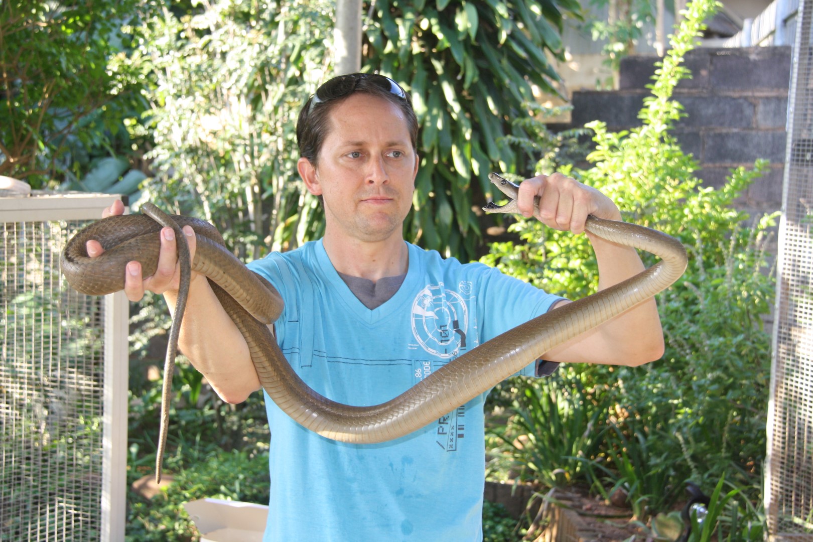 Massive Black Mamba Caught In Mt Edgecombe Network News