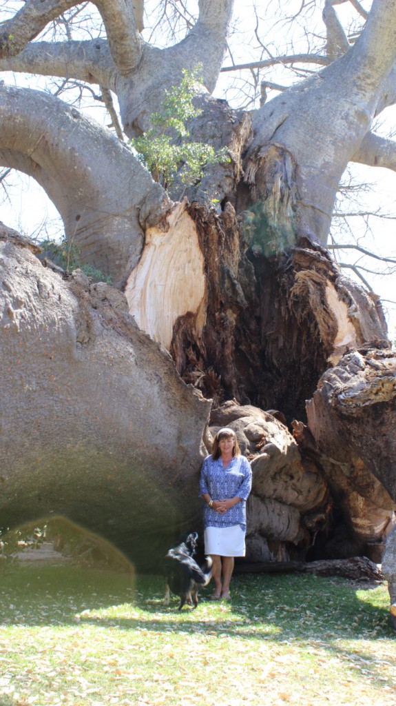 The owners, Heather (pictured) and, Doug van Heerden state that they intend to leave the trunk section exactly where it fell, allowing nature to take its course in reshaping and assimilating the feature. Picture: Letaba Herald.