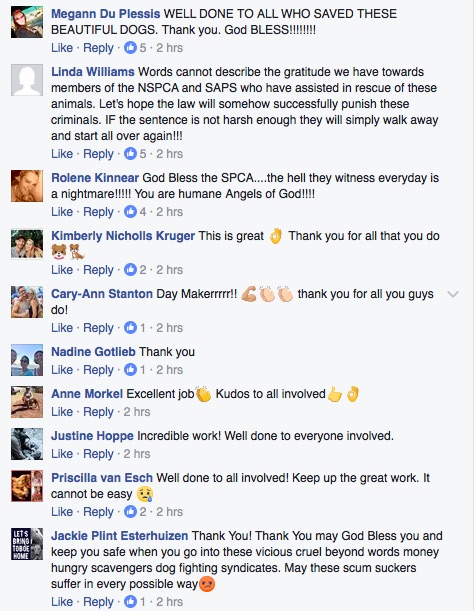 A screenshot of the comments posted on the National Council of SPCAs Facebook page. Picture: Facebook.