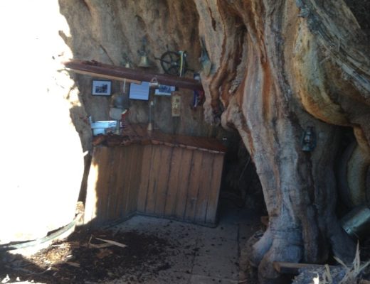 Another major section of the famous Sunland Baobab has split off and crashed to the ground last week, destroying the pub enclosed inside the trunk.