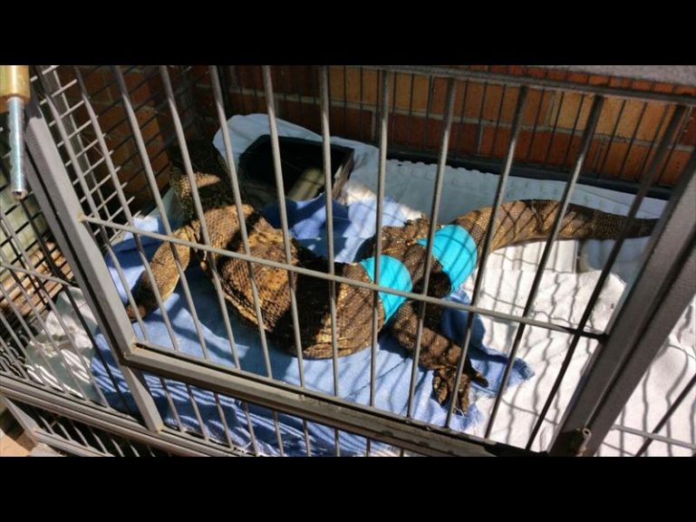 The rock monitor is doing well at the vet. Photo: Supplied