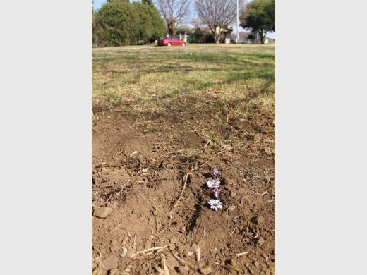 The makeshift grave opposite the house where a man strangled his dog to death.