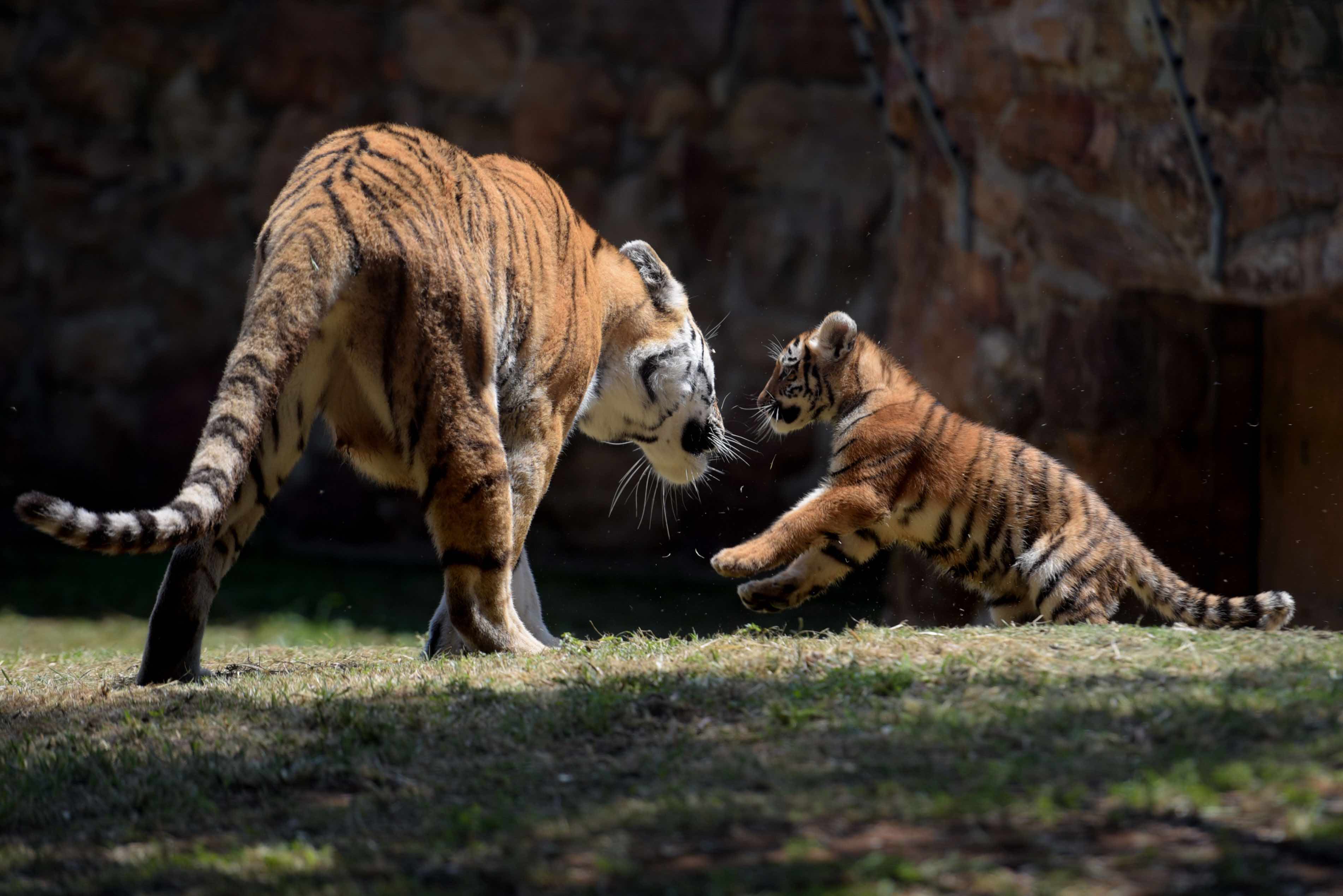 tiger cubs are pictured at the joburg zoo.