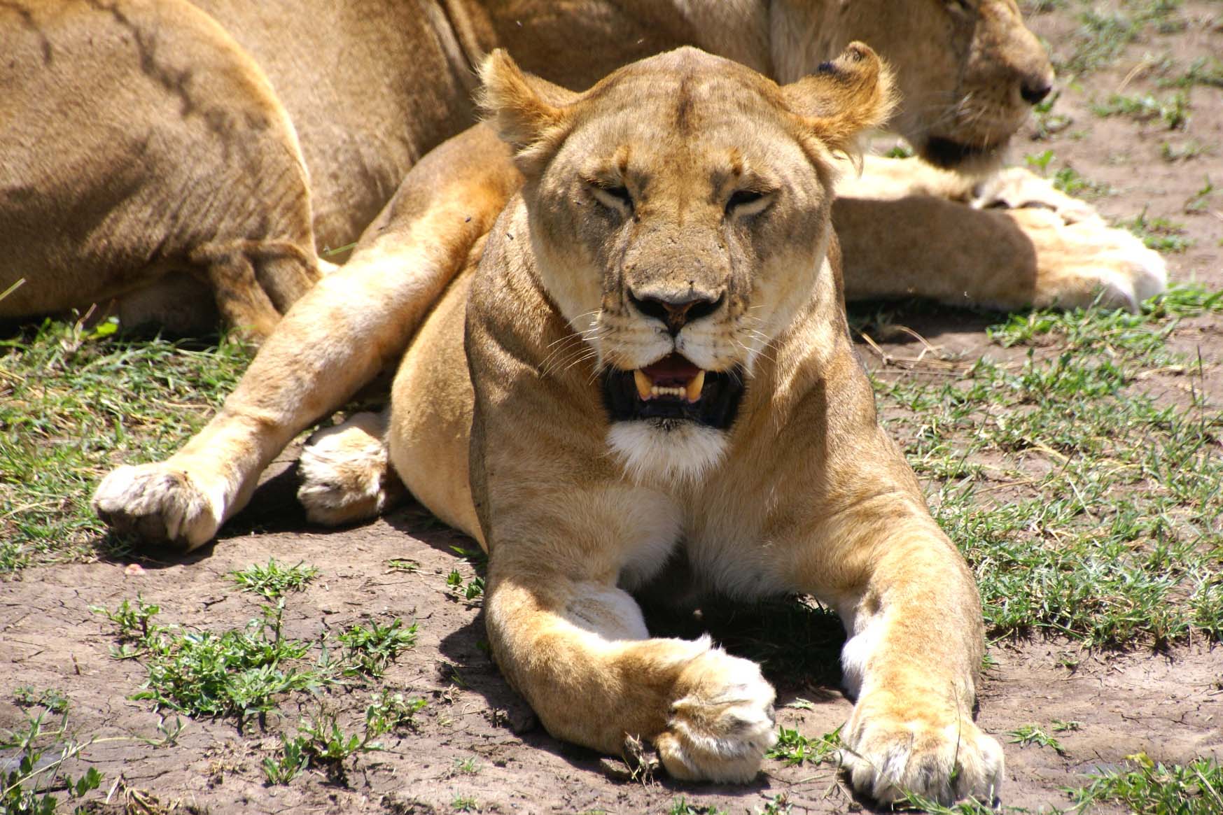 Lions Escape From South Africa's Kruger National Park Lions Escape From South Africa's Kruger National Park