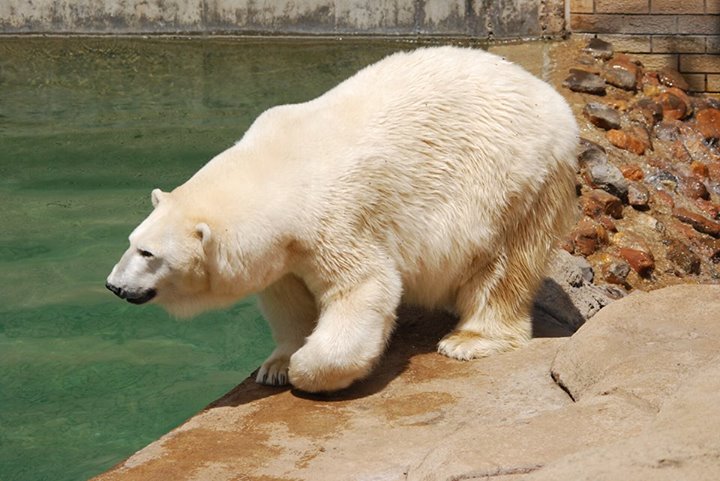 Death of mercedes polar bear #5
