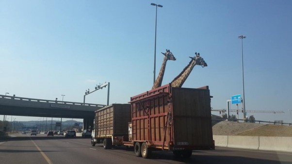 A photograph posted to Twitter by @thinusb_ on 31 July 2014 shows two giraffes being transported by trailer along the N1 heading to Pretoria. Picture: @thinusb_ / via Twitter