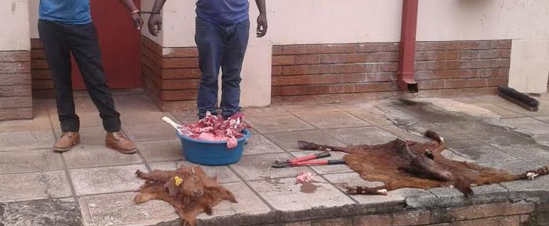 Meat and carcasses recovered.