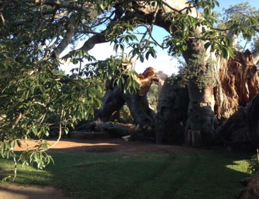 Another major section of the famous Sunland Baobab has split off and crashed to the ground last week, destroying the pub enclosed inside the trunk.