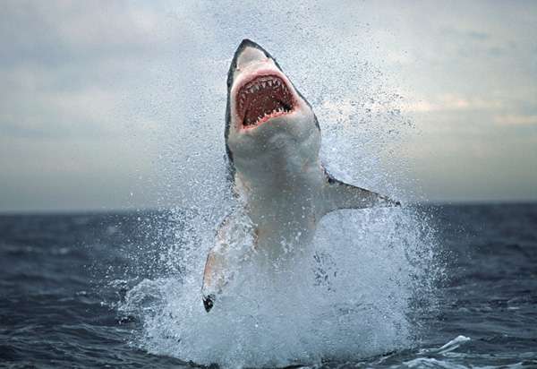 Great whites may be fleeing SA waters. Picture: Caxton Central