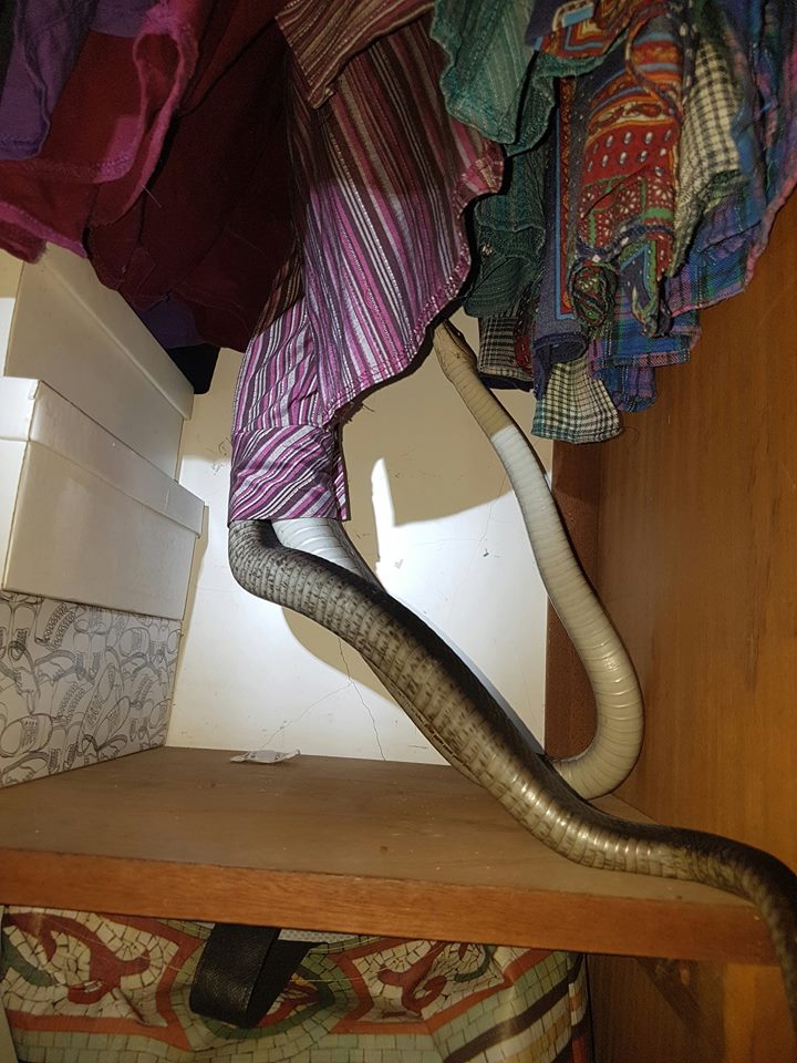 Mamba