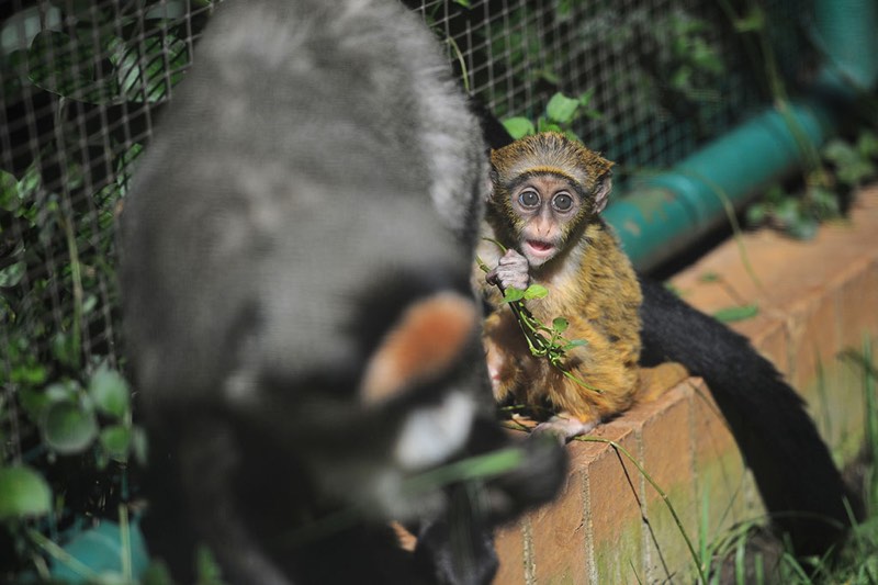 young De Brazza's monkey is seen in its enclosure with its mother, 16 May 2017, at the Johannesburg Zoo. The monkey is one month old and still feeding off the mother, and according to Primates Curator Katherine Stanton Visser the little one is doing well within the troop. Picture: Michel Bega