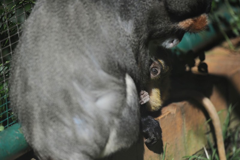 young De Brazza's monkey is seen in its enclosure with its mother, 16 May 2017, at the Johannesburg Zoo. The monkey is one month old and still feeding off the mother, and according to Primates Curator Katherine Stanton Visser the little one is doing well within the troop. Picture: Michel Bega