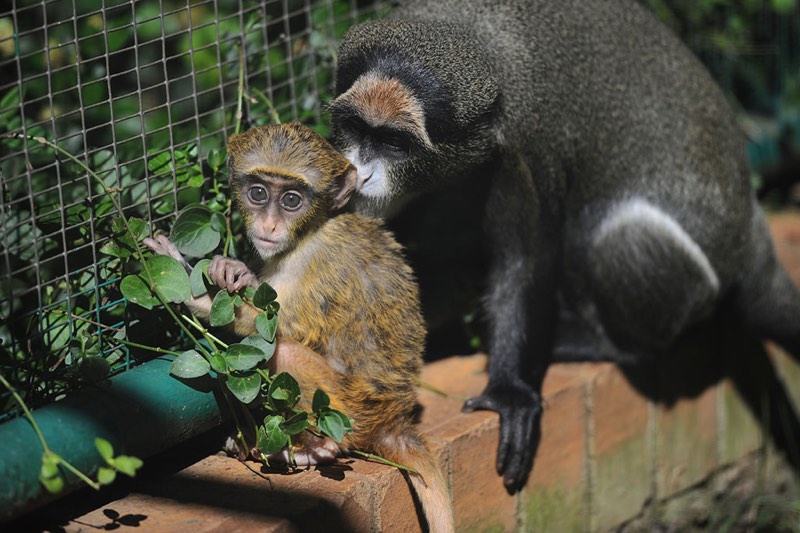 young De Brazza's monkey is seen in its enclosure with its mother, 16 May 2017, at the Johannesburg Zoo. The monkey is one month old and still feeding off the mother, and according to Primates Curator Katherine Stanton Visser the little one is doing well within the troop. Picture: Michel Bega
