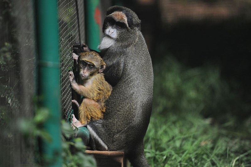 young De Brazza's monkey is seen in its enclosure with its mother, 16 May 2017, at the Johannesburg Zoo. The monkey is one month old and still feeding off the mother, and according to Primates Curator Katherine Stanton Visser the little one is doing well within the troop. Picture: Michel Bega