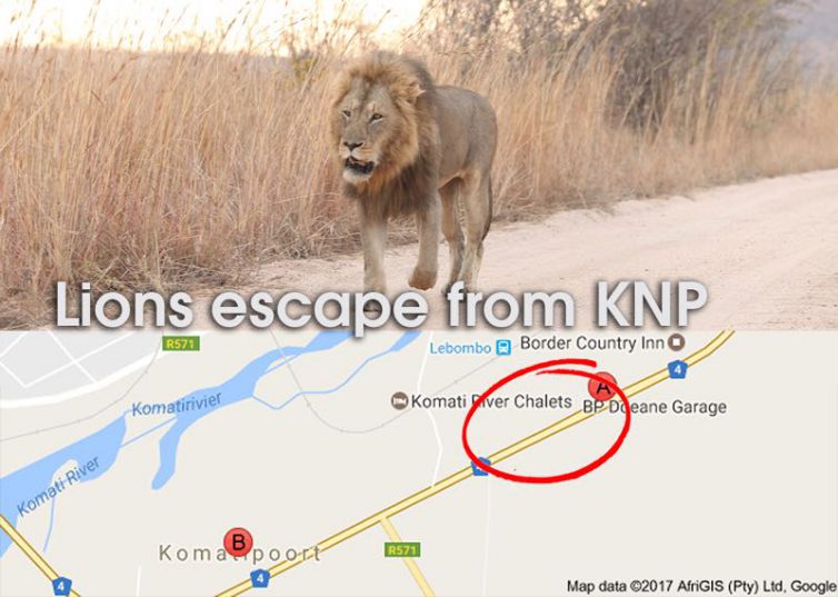 5 lions escape from a South African wildlife park
