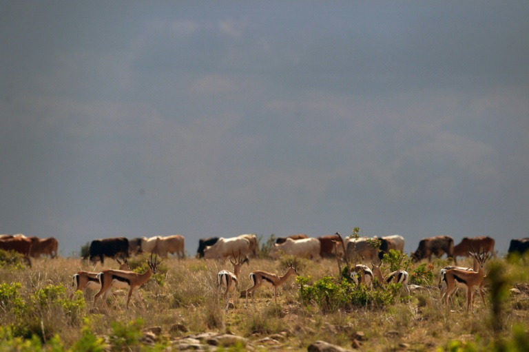 Raids have become common in parts of Kenya in recent months by  pastoralists invading private land, raiding homes and driving livestock into farms. 