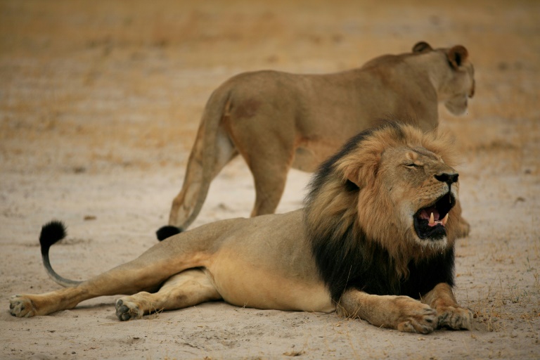 Cecil the lion's son shot and killed by trophy hunter Cecil the lion's son shot and killed by trophy hunter