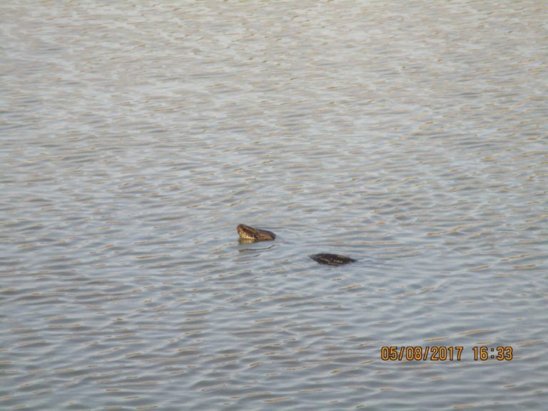 The snake in the water and free at last