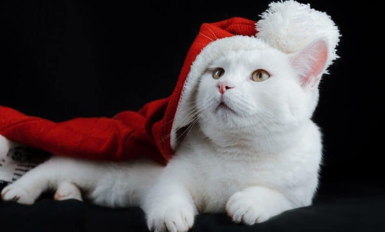 Pet safety tips for the Christmas season