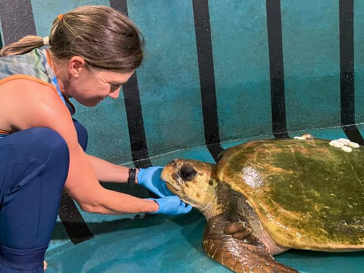 Adult Loggerhead Turtle suffers multiple injuries | Berea Mail