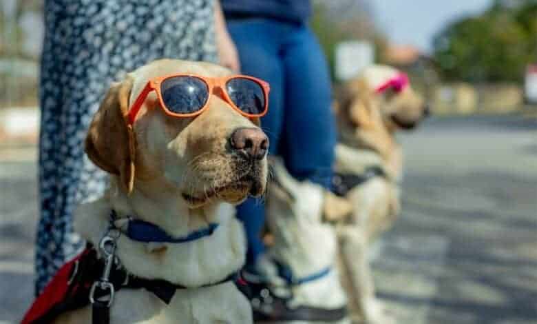 SA Guide-Dogs Association launches Wear Your Shades campaign