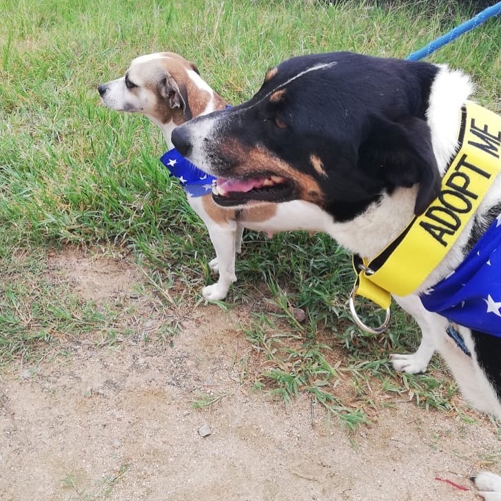 Exercise for Pro-Life Rescue's dogs | Lowvelder