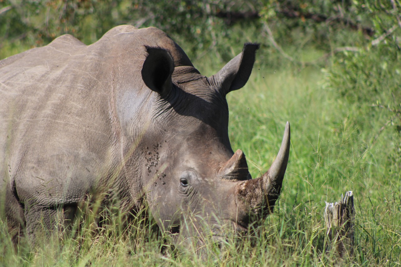 Latest rhino poaching stats: Twenty rhino poachers convicted in 2021 ...