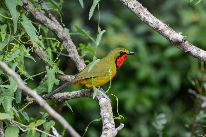 BirdLife SA's Birding Big Day a soaring success | Lowvelder