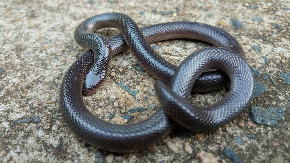 KZN warned of dangerous stiletto snake - LNN - Network News