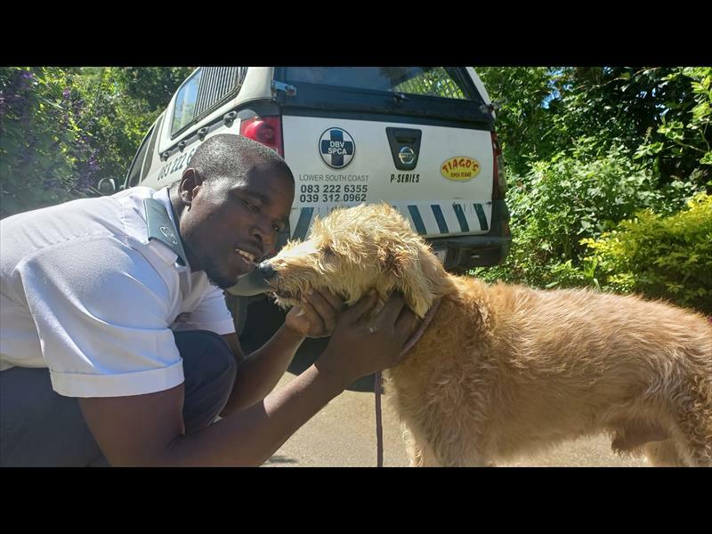 Spca lower south coast dogs store for adoption