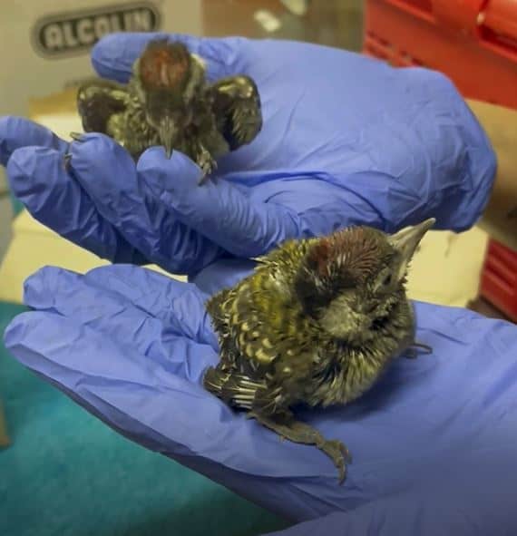 Woodpeckers chirp their way back to health at Crow [Video] | Southlands Sun