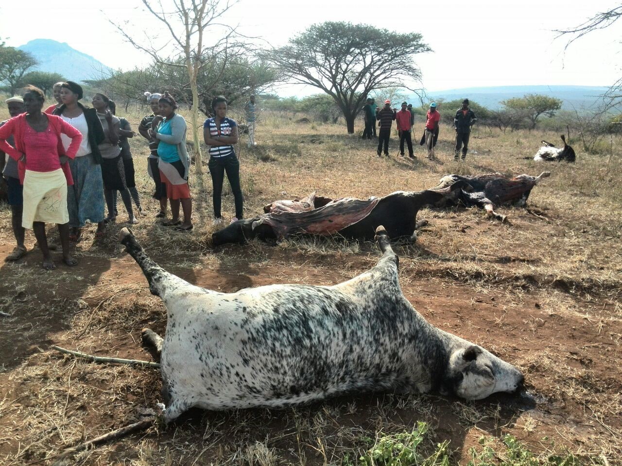 Kzn ‘poisoned’ Cattle Saga Continues The Citizen