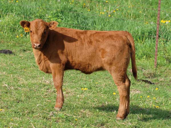 Holy calf! It has two heads | The Citizen