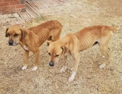 Bloemfontein SPCA  probing animal cruelty case after dogs 