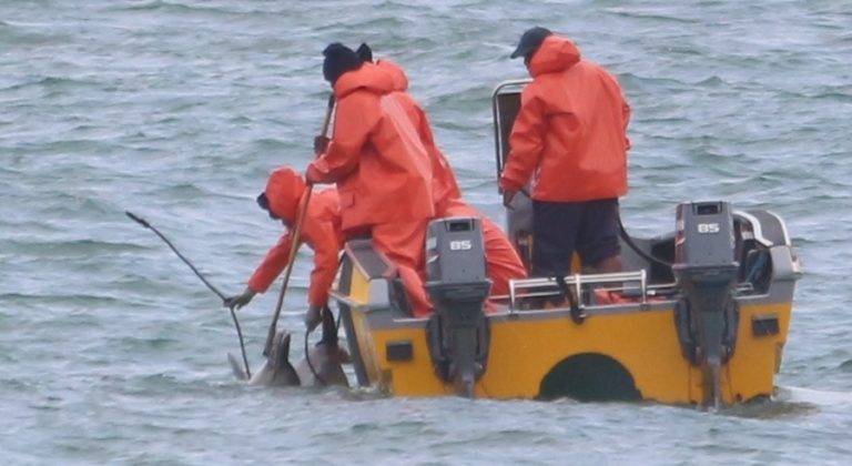 KZN Sharks Board staff removed a Humpback dolphin from the nets at Newark Beach a week ago PICTURE: Dave Savides
