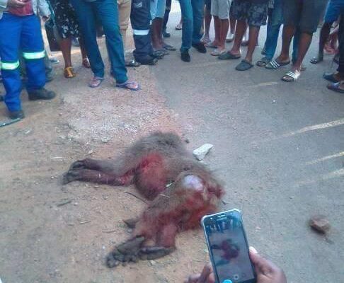 A baboon was spotted and killed in Ngwelezana this morning