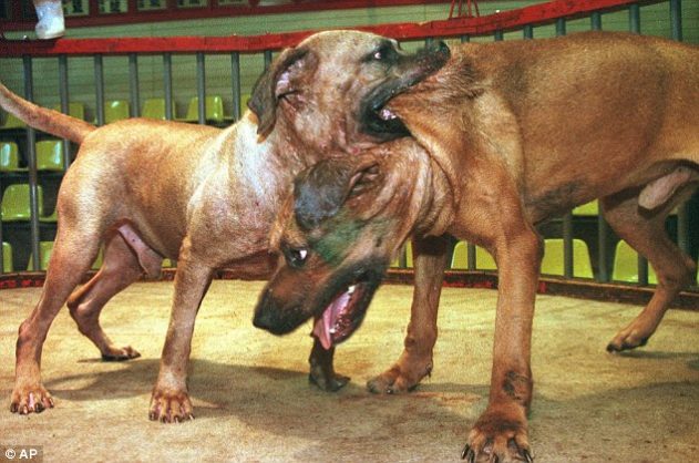 SPCA needs help to crack down dog fighting in Brakpan 