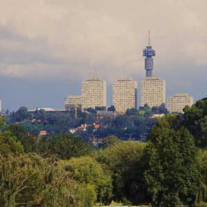 Joburg's urban forest should be protected and not cut down.