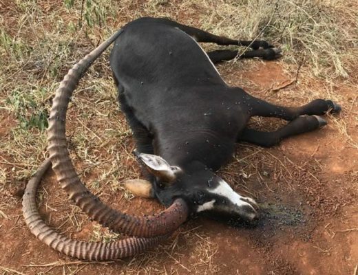 The sable was found dead on Saturday morning.