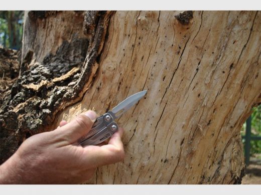 The holes left behind by shothole borers in a boxelder maple tree.
