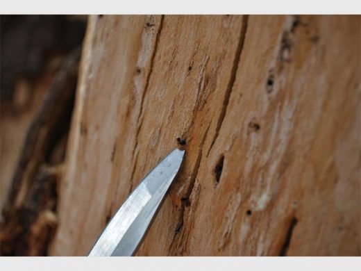 Julian Ortlepp digs out a shotole borer from a boxelder maple.