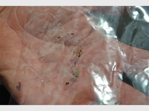 Some of the small shothole borers collected from an infected tree.