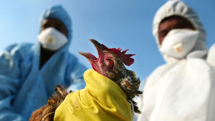 Bird flu outbreak in North West - The Citizen