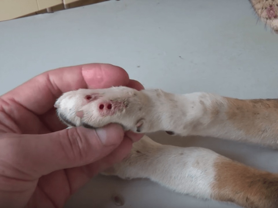 Mango Worms On Dogs Skin