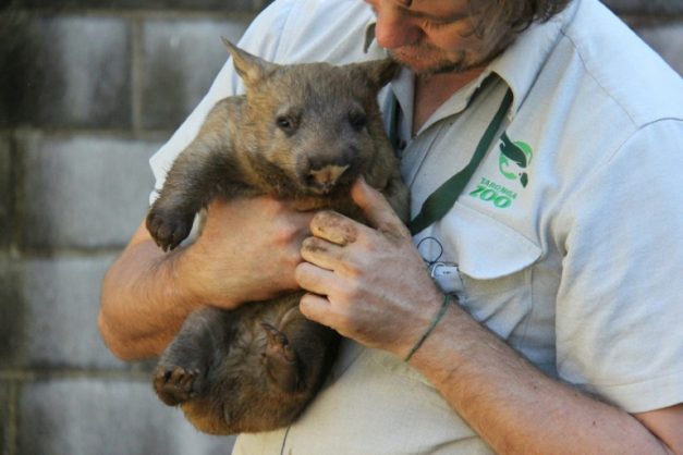 Bum Biting Wombat Mating Habits Could Hold Key To Survival - 