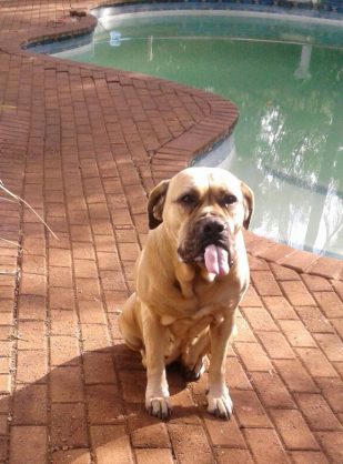 Jes the brave boerboel. Image: Kormorant