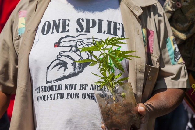 PICS: Dagga milestone largely welcomed, 'but there are ...