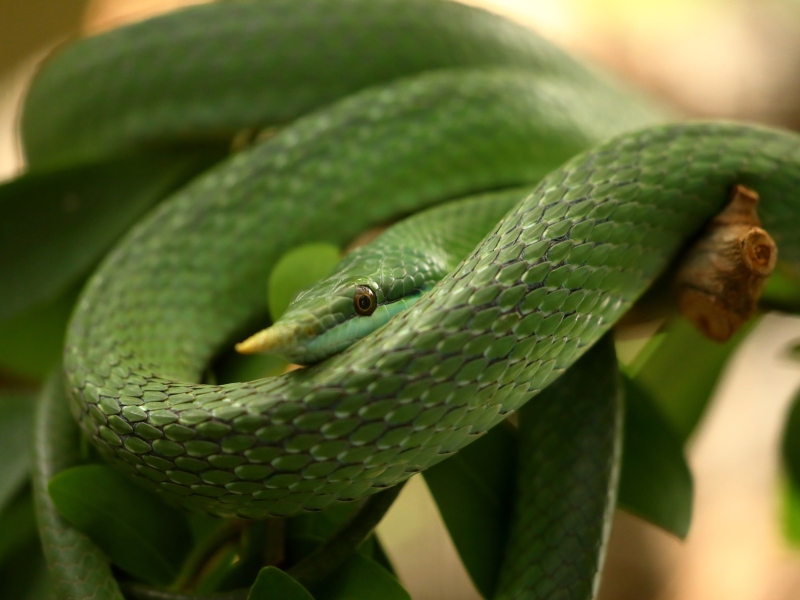 Snakes Of Vietnam