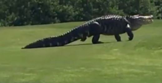 WATCH: Huge alligator has a liking for golf! – The Citizen