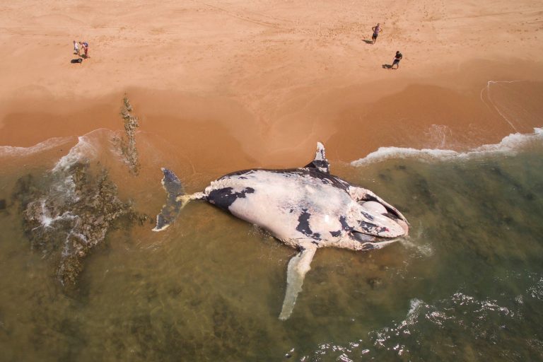 PICS: Massive Whale Carcass Washes Ashore In KZN | The Citizen